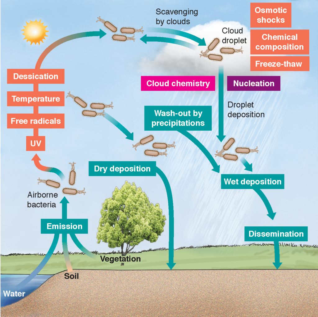 Conceptual life cycle of bacteria in the atmosphere