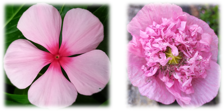 La pervenche de Madagascar (Catharanthus roseus) à gauche et le pavot somnifère (Papaver somniferum) à droite