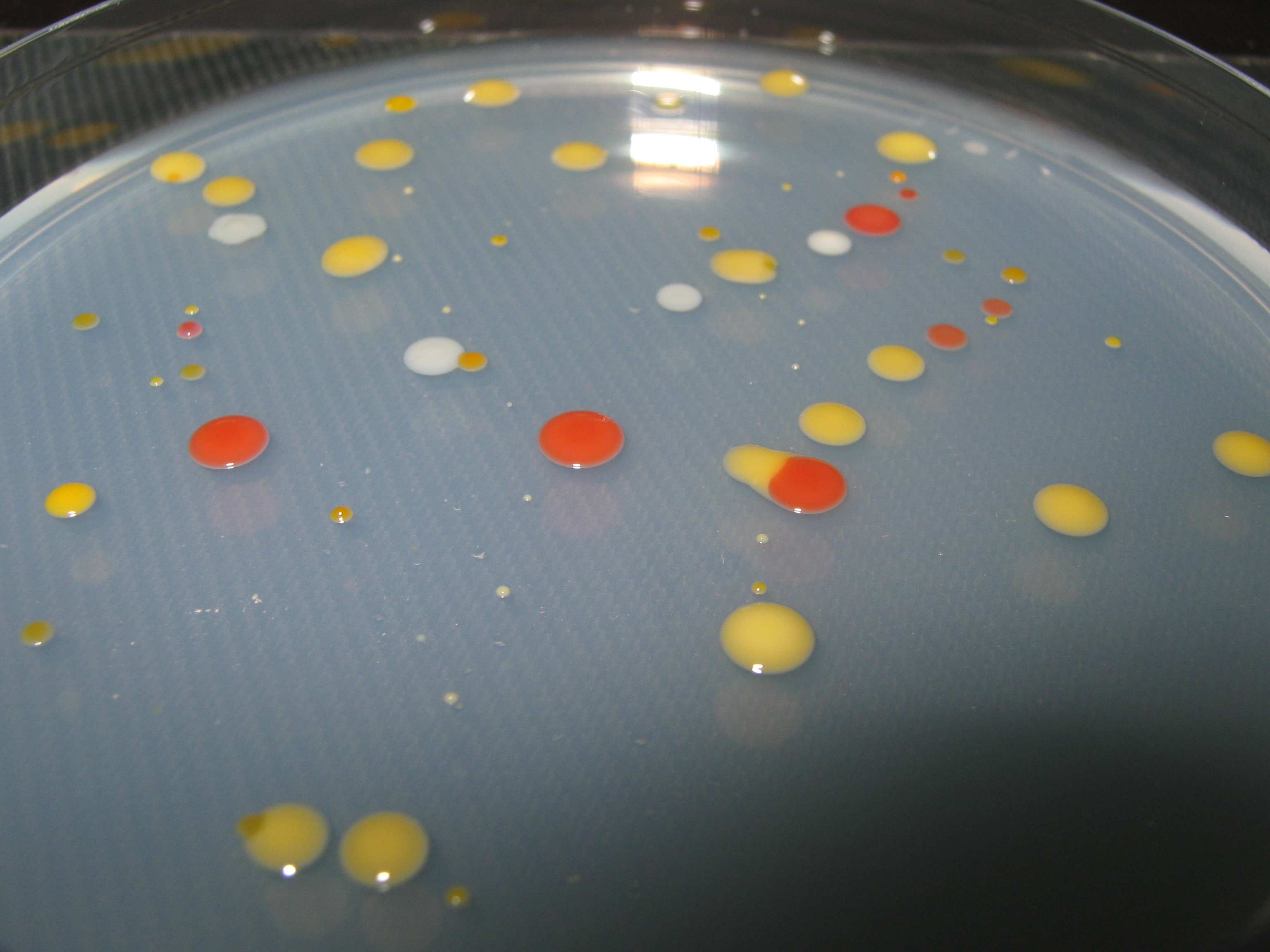 Culture of bacteria from cloud water (Credit: P. Amato)